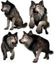 Wolves in various poses 3D renders