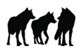 Wolves walking in different positions, silhouette set vector. Adult wolf silhouette collection on a white background. Wild