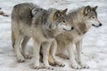 The Wolves are Watching Royalty Free Stock Photo