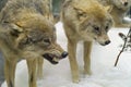 Wolves in the Winter Forest Royalty Free Stock Photo