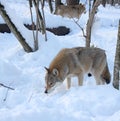 Wolves in the winter forest Royalty Free Stock Photo