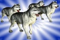 Wolves (Wolfs) Royalty Free Stock Photo