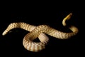 Woma python Royalty Free Stock Photo