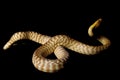 Woma python