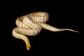 Woma python Royalty Free Stock Photo