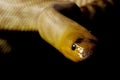 Woma python Royalty Free Stock Photo