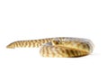 Woma Python Royalty Free Stock Photo