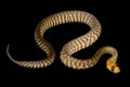 Woma Python (Aspidites ramsayi) Royalty Free Stock Photo