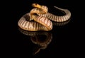 Woma Python