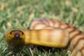 Woma Python