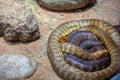 Woma python