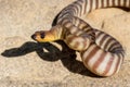 Woma Python Royalty Free Stock Photo