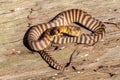 Woma Python Royalty Free Stock Photo