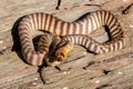 Woma Python Royalty Free Stock Photo