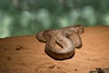 Brown woma snake