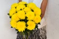 Woman with abouquet of yellow chrysanthemums. Beautiful fresh yellow flowers for holiday. Woman holding beautiful yellow flowers