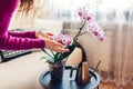 Woman admires blooming orchid touching blossom. Girl taking care of home plants and flowers checking their condition