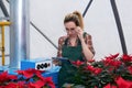 Woman agricultural engineer works with equipment in a flower greenhouse where poinsettia grow Royalty Free Stock Photo