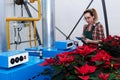 Woman agricultural engineer works with equipment in a flower greenhouse where poinsettia grow Royalty Free Stock Photo