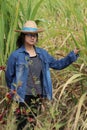 Woman agriculturist standing and catch sugarcane leaf, with straw hat and wearing Long-sleeve denim shirt in sugarcane farm