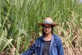 Woman agriculturist standing in the sugarcane farm and wearing straw hat with Long-sleeve denim shirt
