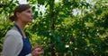 Woman agro scientist inspecting cultivation process with tablet on plantation.