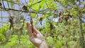 Female agronomist hand holding dried up plant close-up shot. Woman farmer touches wizened leaves observing harvest loss