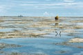 Algae harvest during low tide Royalty Free Stock Photo