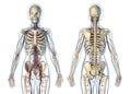 Woman anatomy cardiovascular system with skeleton, rear and front views