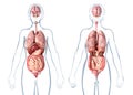 Woman anatomy internal organs, rear and front views