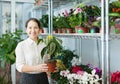 Woman with Aphelandra