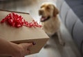 Woman arm giving present to dog