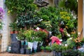 Woman arranging plants outside shopfront window in Hong Kong.