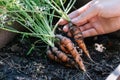 Woman asean holding up fresh organic baby carrots. The carrots have just been harvested from the vegetable garden Royalty Free Stock Photo