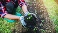 Woman asia plant agriculture vegetable. Women dig into soil the vegetable garden cultivation and separate the early growth. plant