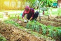 Woman asia plant vegetables gardening at The backyard. Women asia dig into soil the vegetable garden. Happy with the vegetable Royalty Free Stock Photo