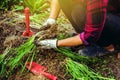 Woman asia plant vegetables gardening at The backyard. Women asia dig into soil the vegetable garden. Happy with the vegetable Royalty Free Stock Photo