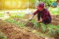 Woman asia plant vegetables gardening at The backyard. Women asia dig into soil the vegetable garden. Happy with the vegetable Royalty Free Stock Photo