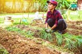 Woman asia plant vegetables gardening at The backyard. Women asia dig into soil the vegetable garden. Happy with the vegetable Royalty Free Stock Photo