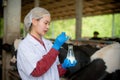 Woman Asian agronomist or animal doctor collecting milk sample at dairy farm