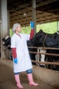 Woman Asian agronomist or animal doctor collecting milk samples at dairy farm