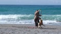 Woman and asian dog shiba have fun and run on the beach. Pets on a walk