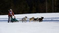 Woman attending at dog sledding race during winter time