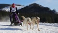 Woman attending at dog sledding race during winter time, Zuberec Slovakia