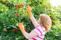 Woman in the autumn harvests viburnum Royalty Free Stock Photo