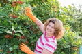 Woman in the autumn harvests viburnum Royalty Free Stock Photo