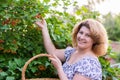 Woman in the autumn harvests viburnum Royalty Free Stock Photo