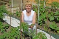 The woman of average years tears off stepsons of tomatoes in a kitchen garden Royalty Free Stock Photo