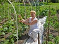 The woman of average years ties up cucumber plants in a kitchen garden Royalty Free Stock Photo