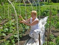 The woman of average years ties up cucumber plants in a kitchen garden Royalty Free Stock Photo